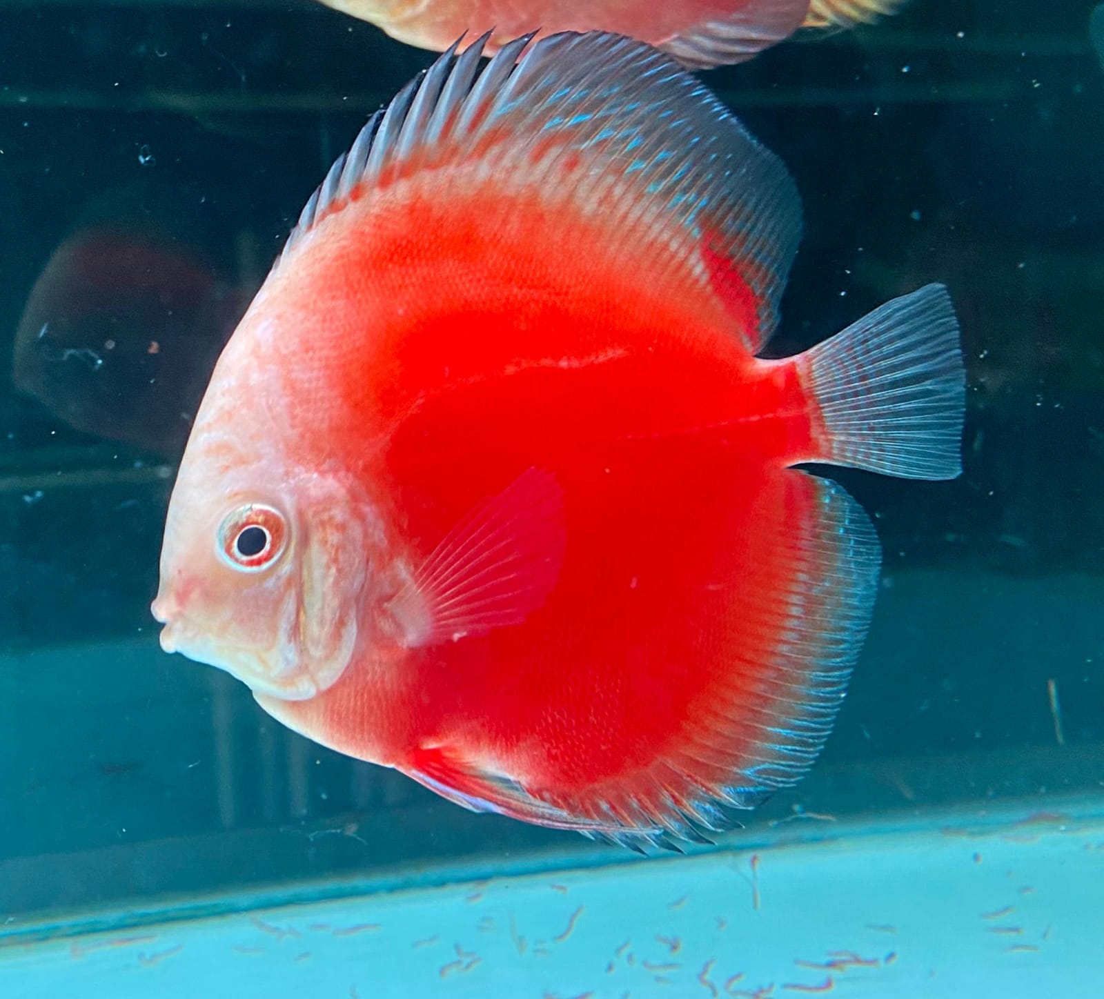 RED VALENTINE Discus